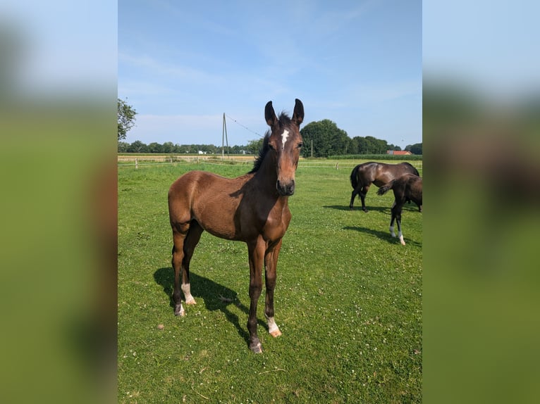 Westfaliano Semental 1 año 172 cm Castaño in Harsewinkel