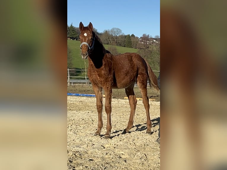 Westfaliano Semental 1 año 174 cm Alazán in Schmallenberg