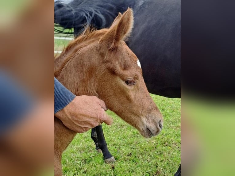 Westfaliano Semental 1 año Alazán in Borchen