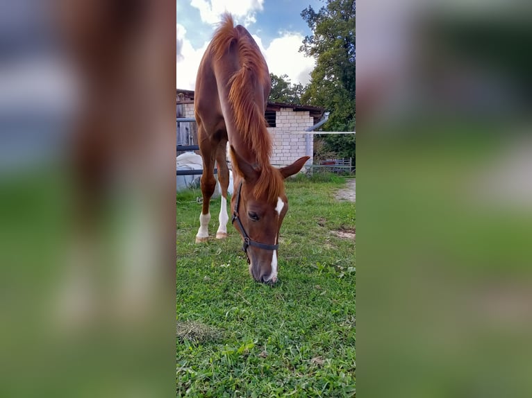 Westfaliano Semental 1 año Alazán-tostado in Hasbergen