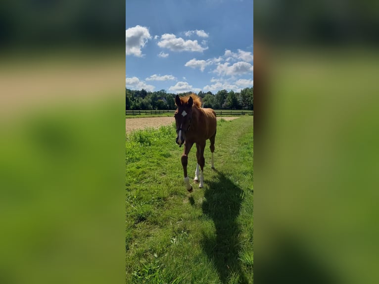 Westfaliano Semental 1 año Alazán-tostado in Hasbergen