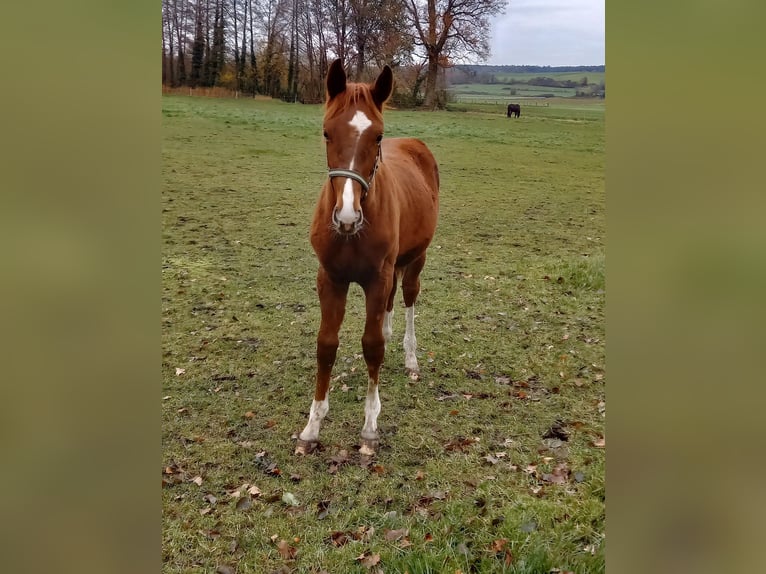 Westfaliano Semental 1 año Alazán-tostado in Hasbergen