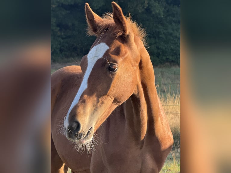 Westfaliano Semental 1 año Alazán-tostado in Wesel