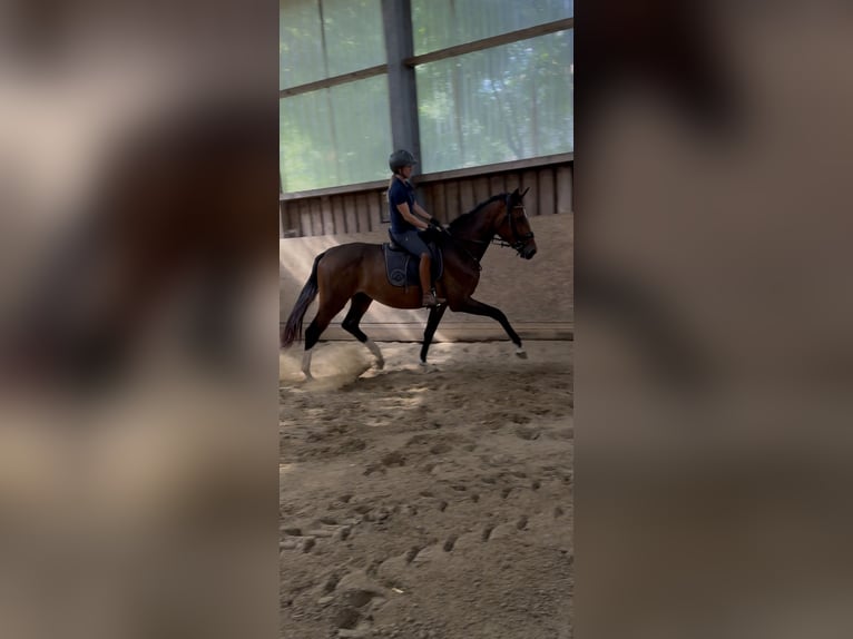 Westfaliano Semental 1 año Alazán-tostado in Wesel