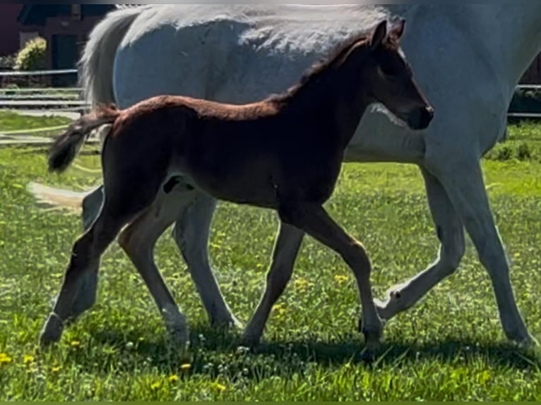 Westfaliano Semental 1 año Castaño in Harsewinkel