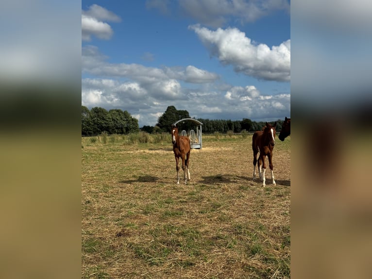 Westfaliano Semental 1 año Castaño in Weilerswist