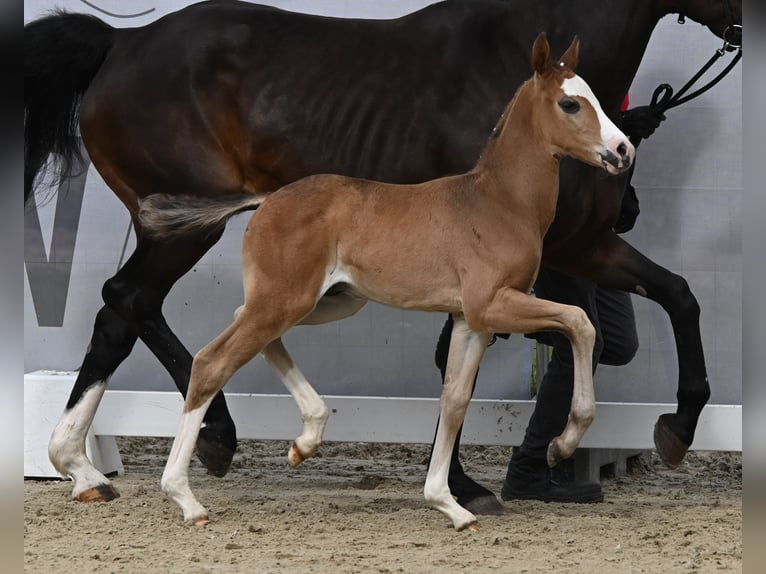 Westfaliano Semental 1 año Morcillo in Reichenwalde