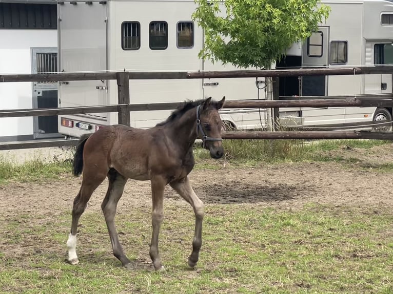 Westfaliano Semental 1 año Morcillo in Hamm