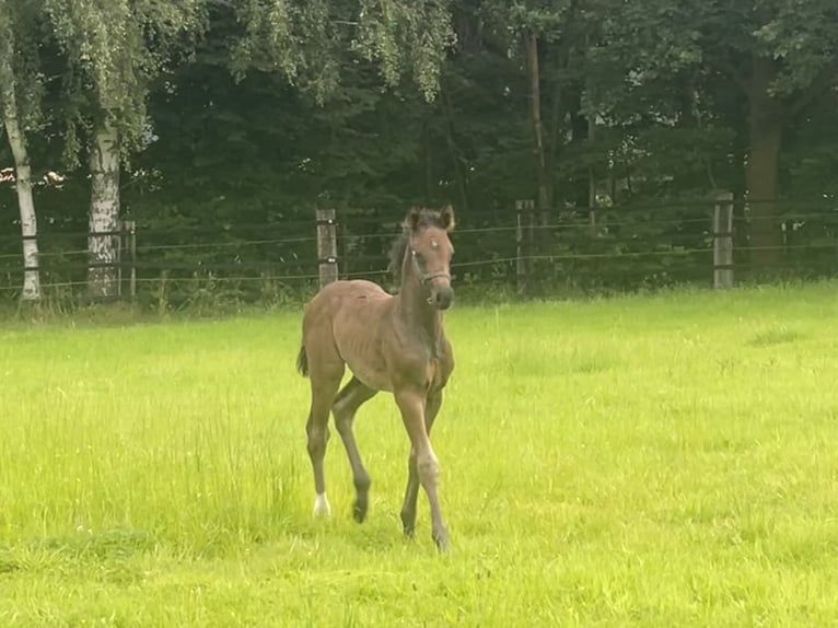 Westfaliano Semental 1 año Morcillo in Hamm