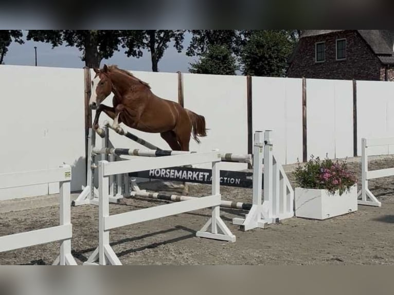 Westfaliano Semental 2 años 157 cm Alazán in Waddinxveen
