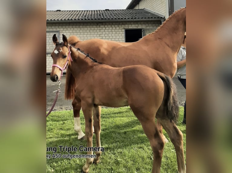 Westfaliano Semental 2 años 157 cm Castaño oscuro in Hamm