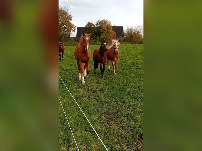 Westfaliano Semental 2 años 160 cm Alazán-tostado in Hasbergen