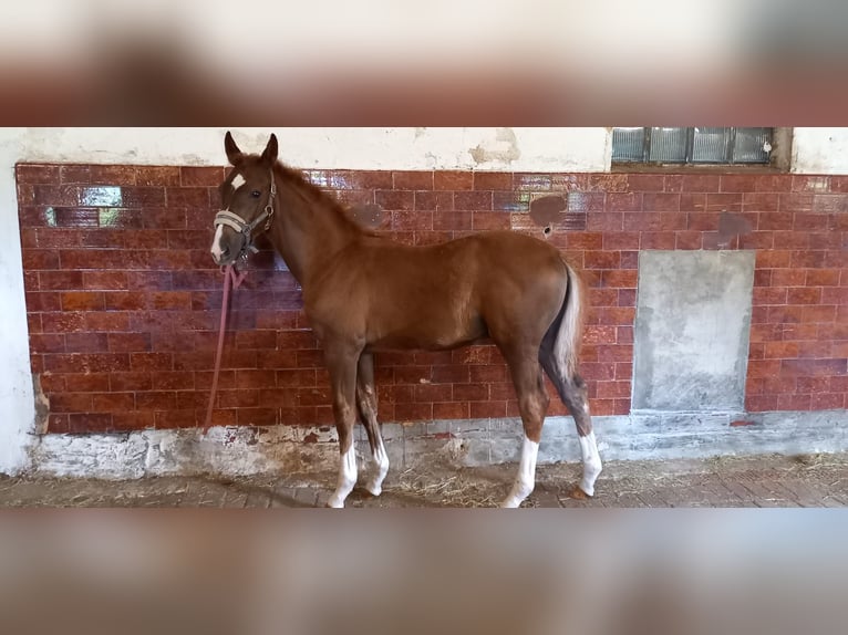 Westfaliano Semental 2 años 160 cm Alazán-tostado in Hasbergen