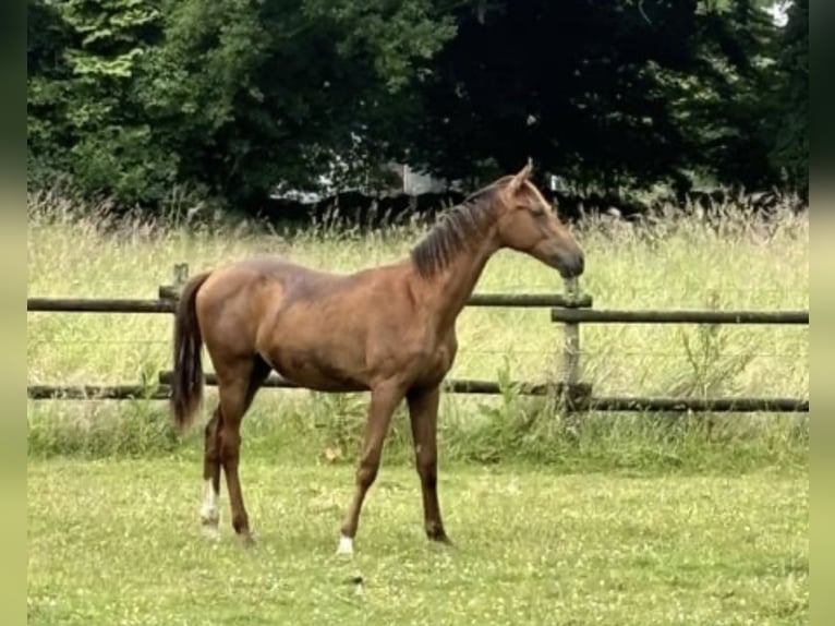 Westfaliano Semental 2 años 162 cm Alazán-tostado in Telgte