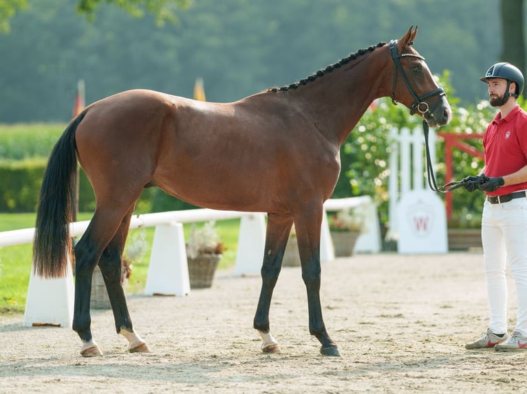 Westfaliano Semental 2 años 163 cm Castaño in Münster