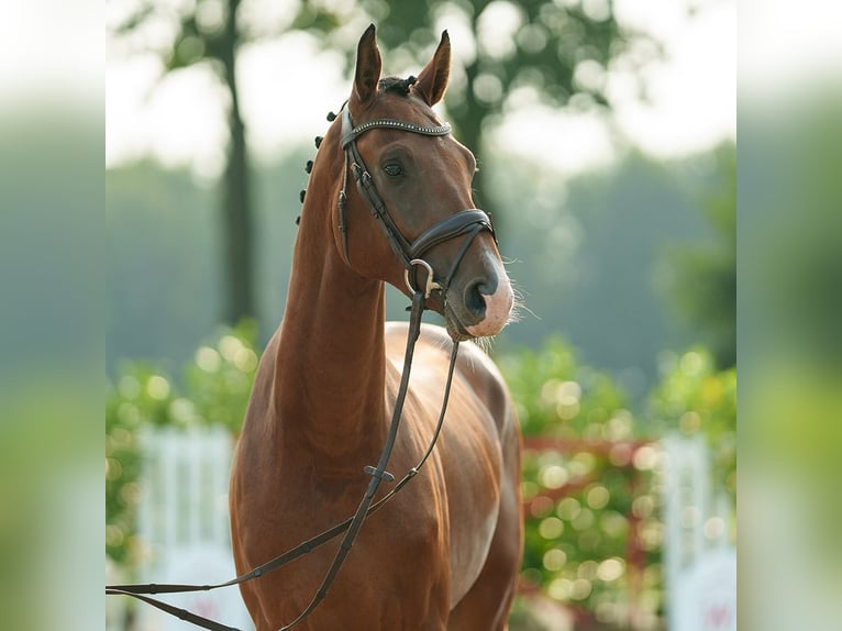 Westfaliano Semental 2 años 163 cm Castaño oscuro in Münster