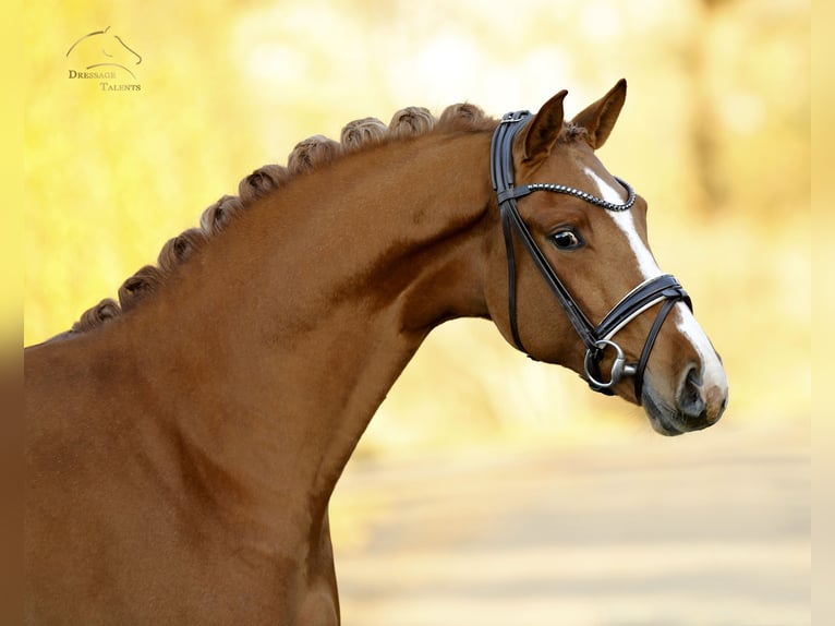 Westfaliano Semental 2 años 165 cm Alazán in Steinfurt