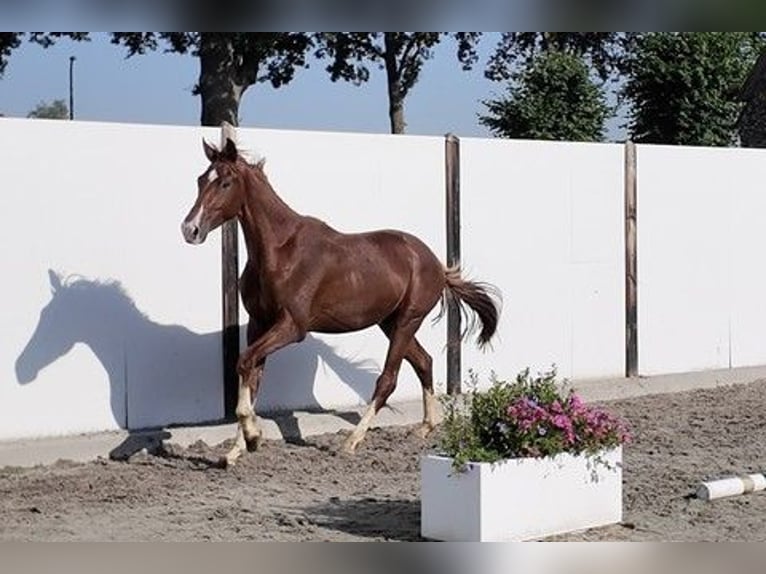 Westfaliano Semental 2 años 165 cm Alazán in Waddinxveen