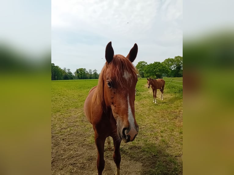 Westfaliano Semental 2 años 165 cm Alazán-tostado in Hasbergen