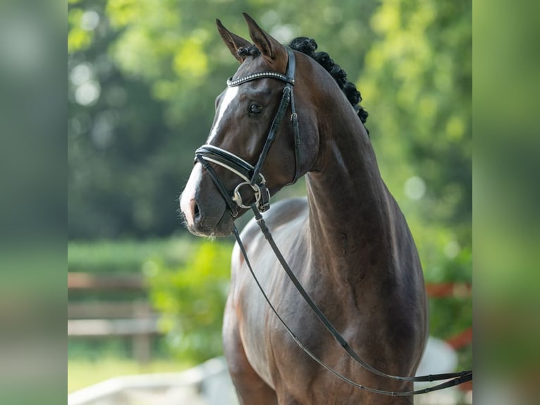 Westfaliano Semental 2 años 165 cm Castaño in Münster