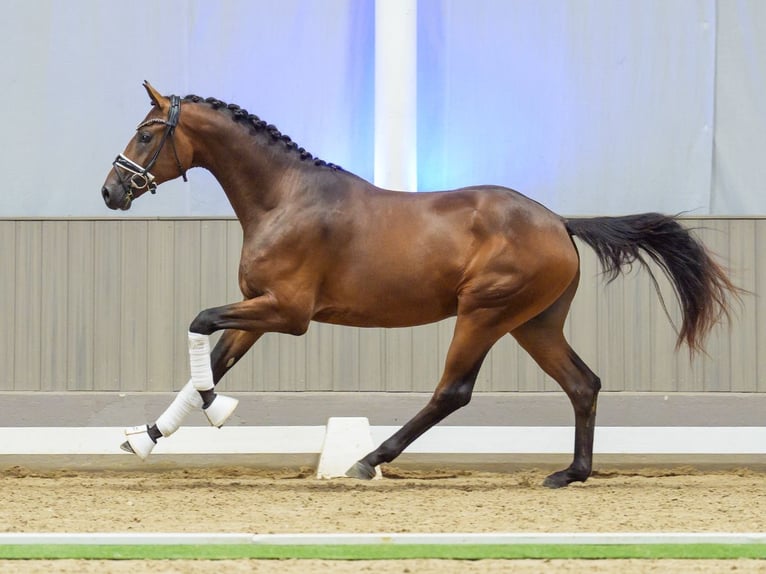 Westfaliano Semental 2 años 166 cm Castaño in Mnster-Handorf