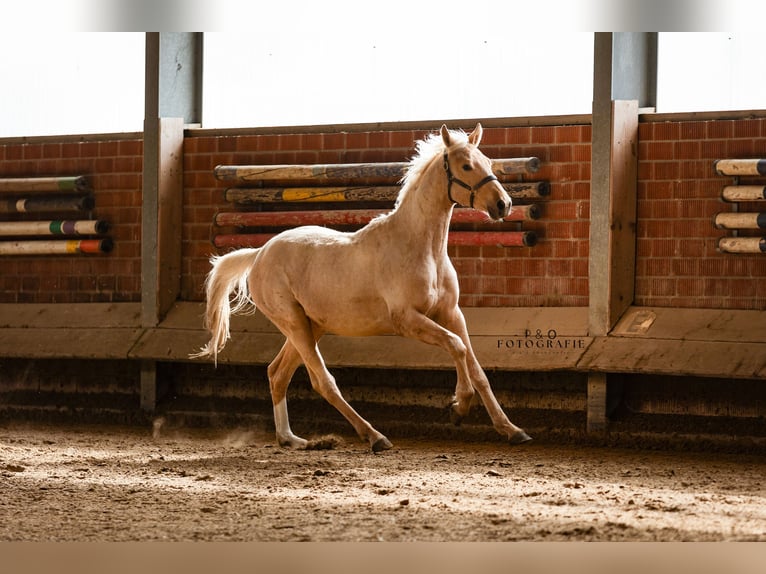 Westfaliano Semental 2 años 166 cm Palomino in Marl