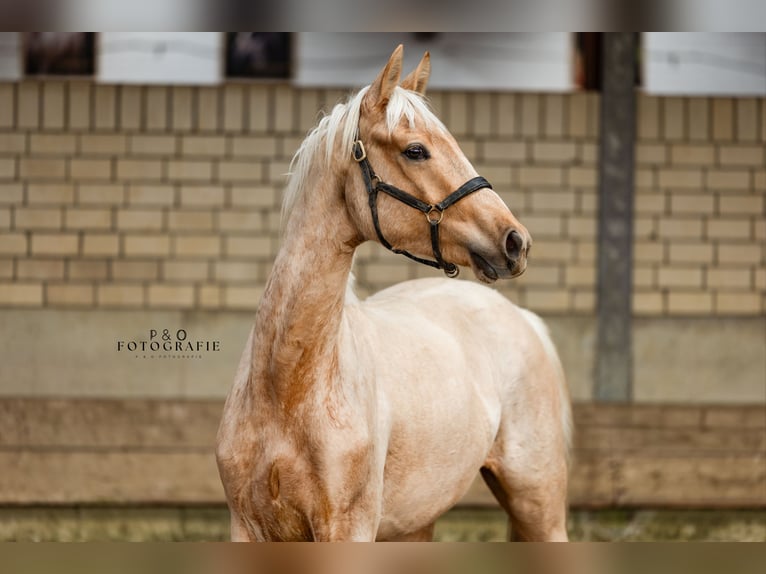 Westfaliano Semental 2 años 166 cm Palomino in Marl