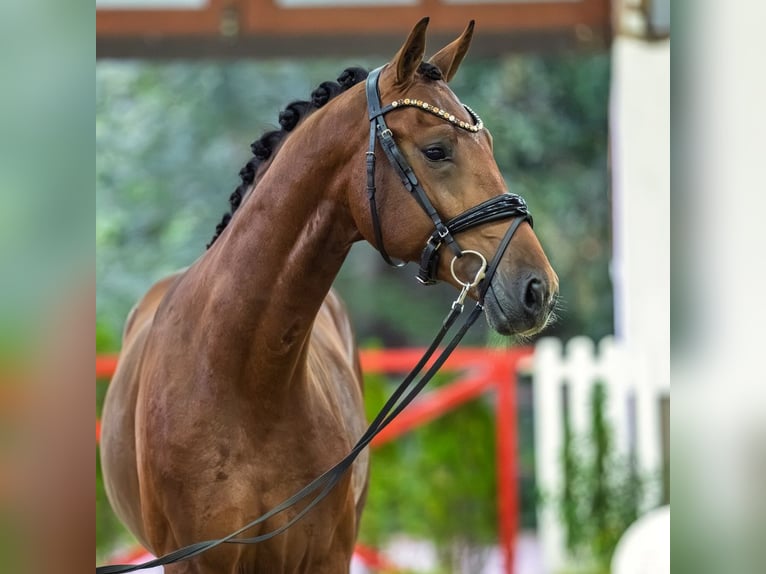 Westfaliano Semental 2 años 167 cm Castaño in Mnster-Handorf