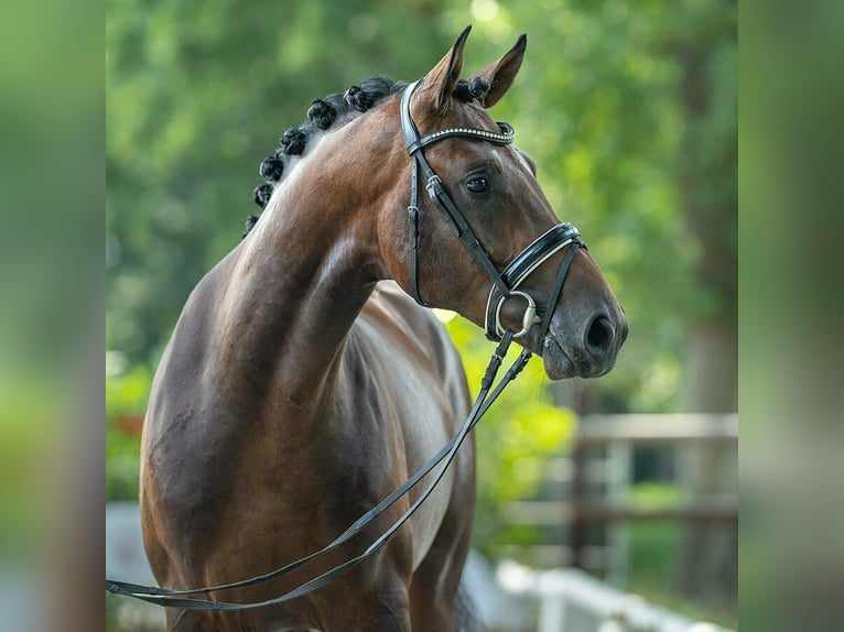 Westfaliano Semental 2 años 167 cm Castaño in Münster-Handorf