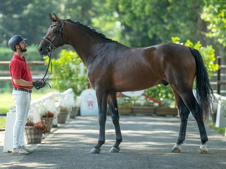 Westfaliano Semental 2 años 167 cm Castaño in Münster-Handorf