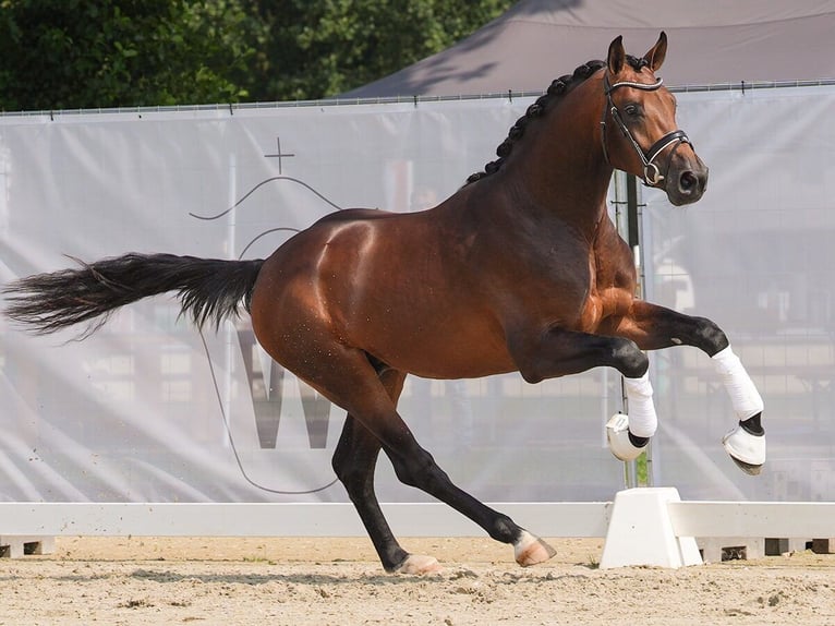 Westfaliano Semental 2 años 167 cm Castaño in Münster-Handorf