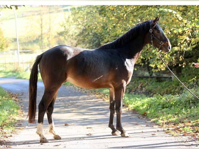 Westfaliano Semental 2 años 168 cm Castaño oscuro in Horn-Bad Meinberg