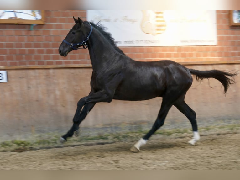 Westfaliano Semental 2 años 168 cm Negro in Paderborn