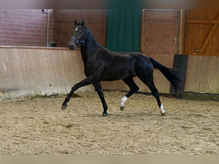 Westfaliano Semental 2 años 168 cm Negro in Paderborn