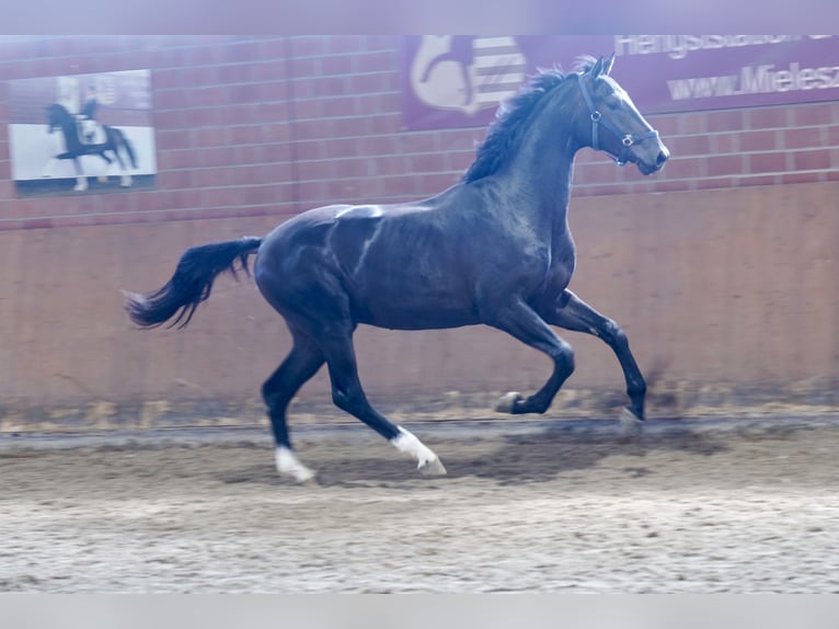 Westfaliano Semental 2 años 168 cm Negro in Paderborn