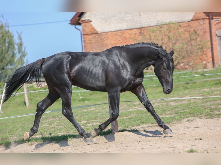 Westfaliano Semental 2 años 168 cm Negro in Ostróda