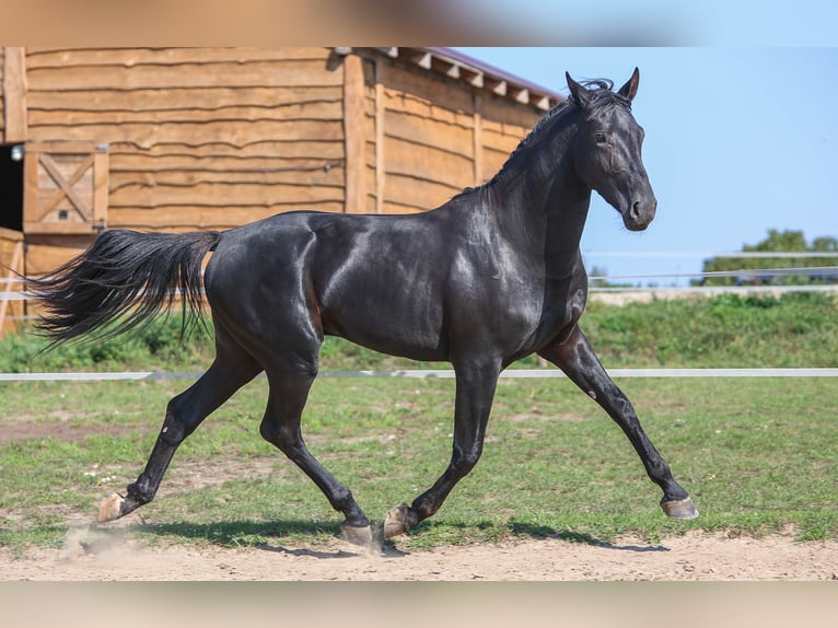 Westfaliano Semental 2 años 168 cm Negro in Ostróda