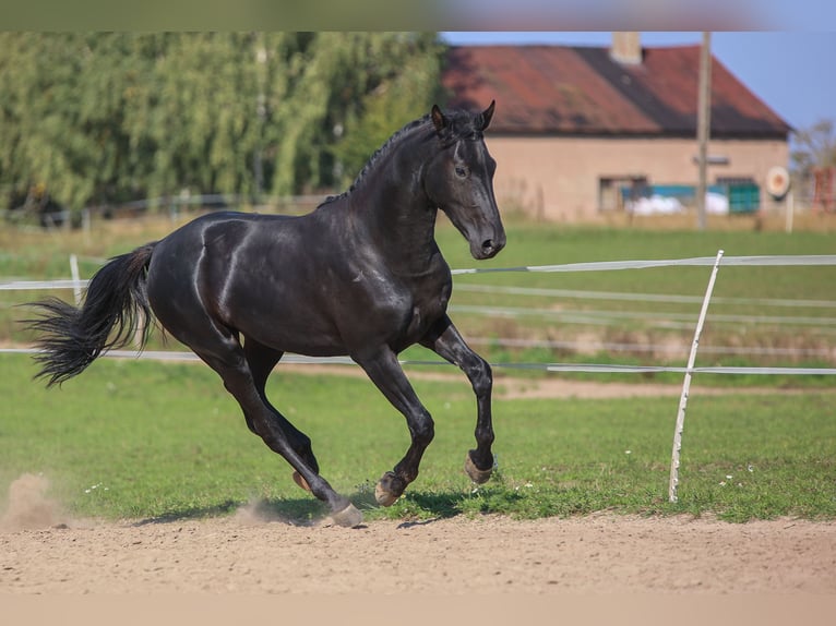 Westfaliano Semental 2 años 168 cm Negro in Ostróda