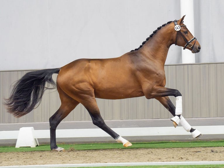 Westfaliano Semental 2 años 169 cm Castaño in Münster