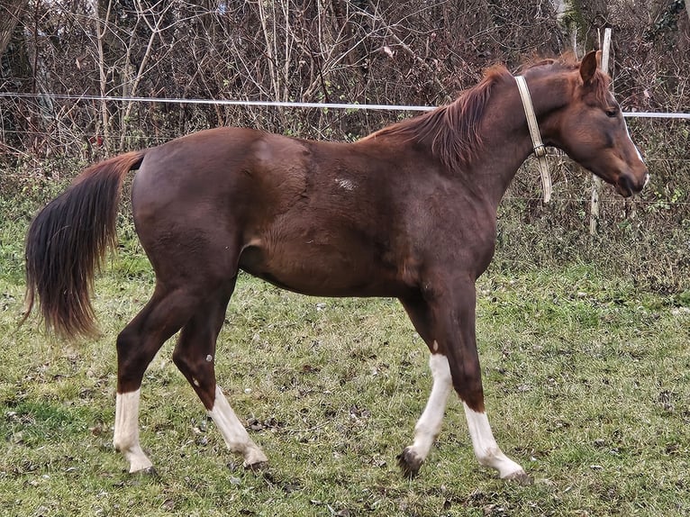 Westfaliano Mestizo Semental 2 años 170 cm Castaño oscuro in Darnózseli