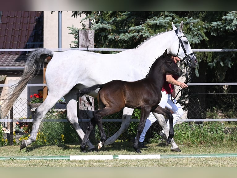 Westfaliano Semental 2 años 170 cm Tordillo negro in Reichenwalde