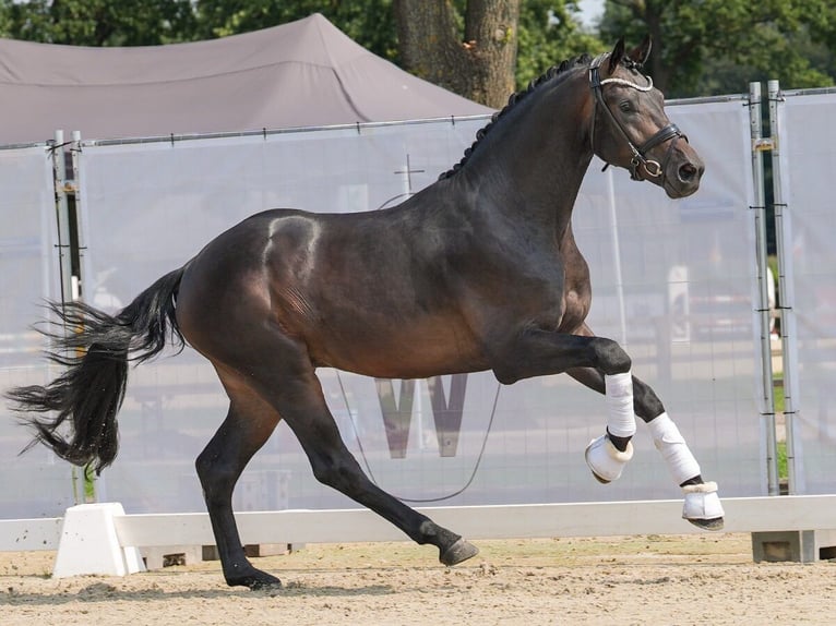 Westfaliano Semental 2 años 171 cm Morcillo in Münster-Handorf