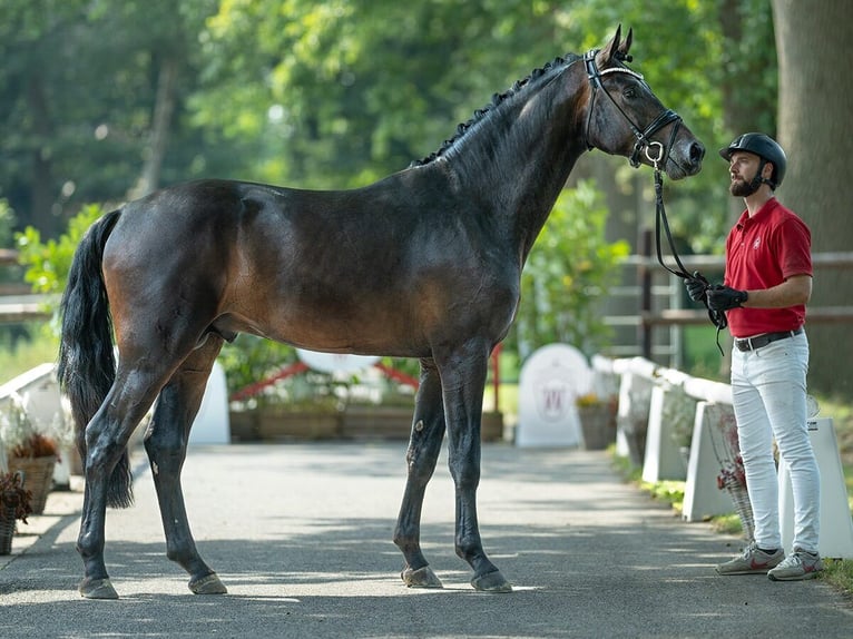 Westfaliano Semental 2 años 171 cm Morcillo in Münster-Handorf