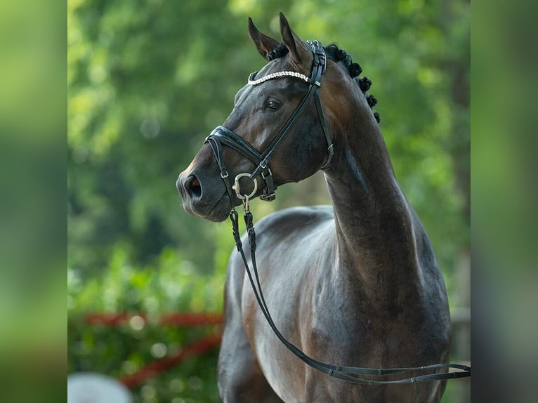 Westfaliano Semental 2 años 171 cm Morcillo in Münster-Handorf