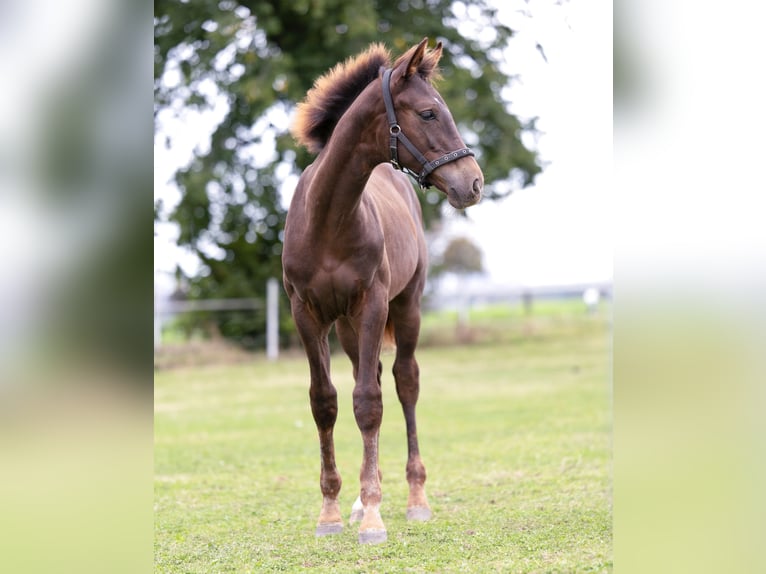 Westfaliano Semental 2 años 173 cm Alazán-tostado in Bergisch Gladbach