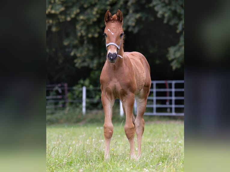 Westfaliano Semental 2 años 173 cm Alazán-tostado in Bergisch Gladbach