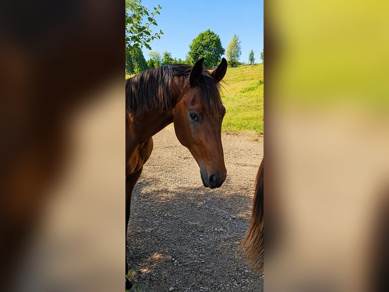 Westfaliano Semental 2 años 173 cm Castaño in Bad Griesbach im Rottal