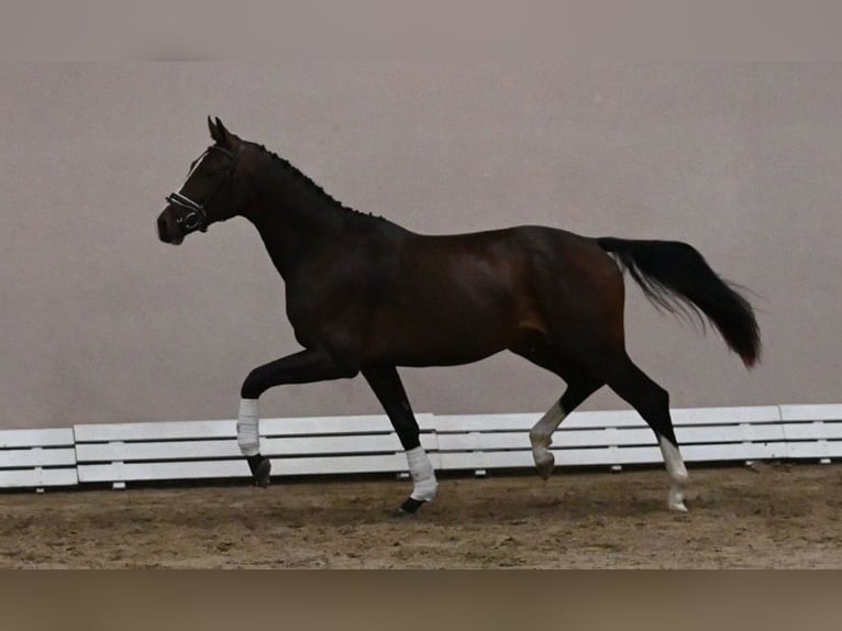 Westfaliano Semental 2 años 173 cm Morcillo in Reichenwalde