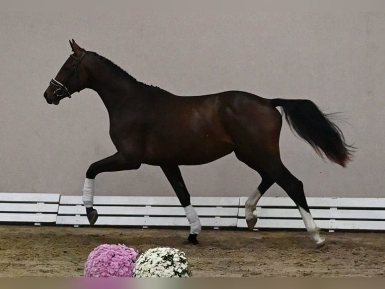 Westfaliano Semental 2 años 173 cm Morcillo in Reichenwalde