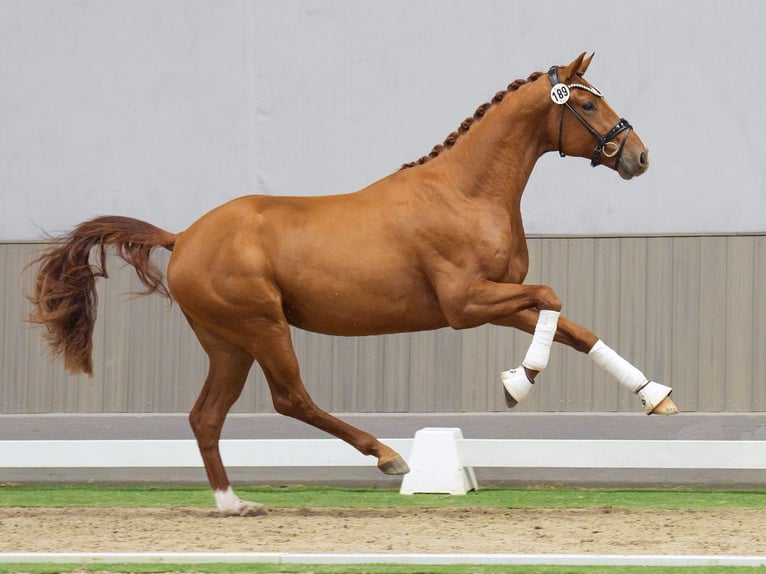 Westfaliano Semental 2 años Alazán in Münster-Handorf